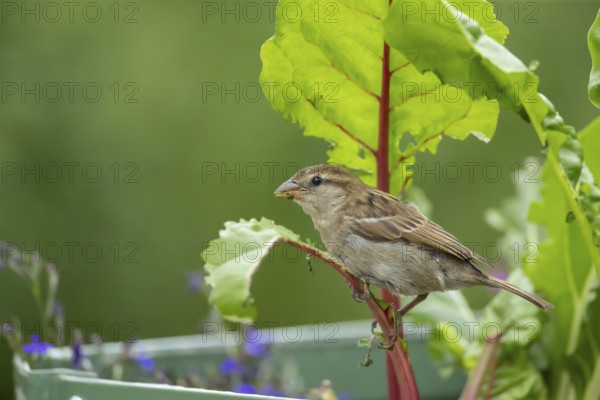 House sparrow (Passer domesticus) adult female bird feeding on a Swiss chard vegetable plant in a