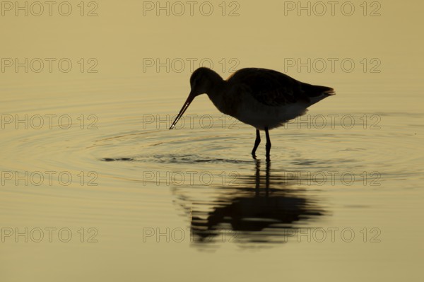 Black tailed godwit (Limosa limosa) adult wader bird feeding in a shallow lagoon silhouette at