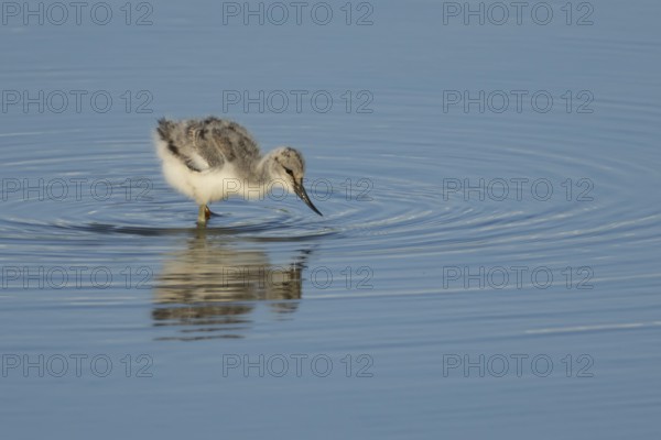 Pied avocet (Recurvirostra avosetta) juvenile baby bird feeding in a shallow lagoon in summer, RSPB