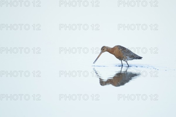 Black tailed godwit (Limosa limosa) adult wader bird in summer plumage feeding in a shallow lagoon,