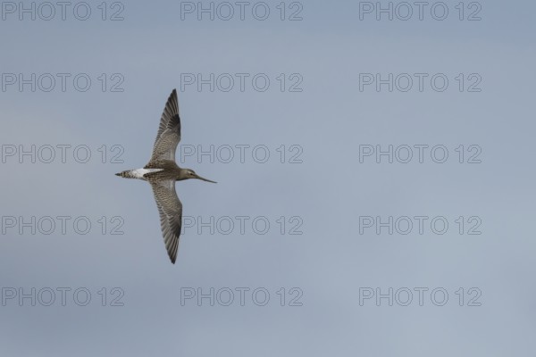 Bar tailed godwit (Limosa lapponica) adult wading bird in winter plumage in flight, RSPB Titchwell
