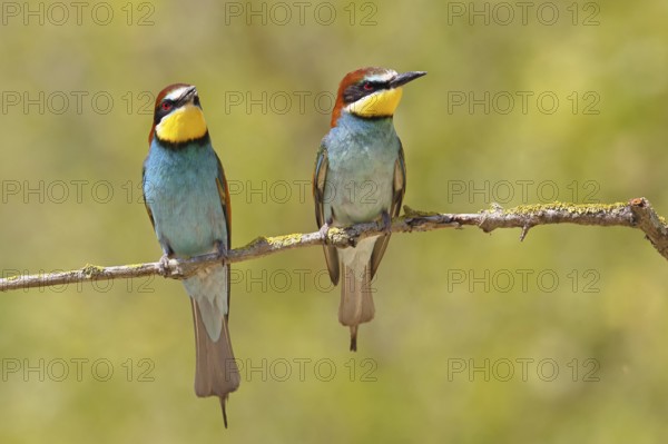 European bee-eater (Merops apiaster) two animals sitting on a branch covered with green lichen,