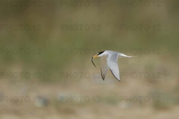 Little tern (Sternula albifrons) adult bird in flight carrying a fish in it's beak in summer,