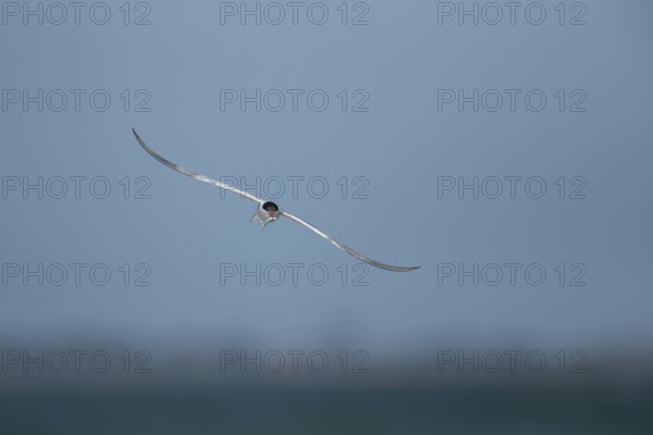 Common tern (Sterna hirundo) adult bird in flight with a fish for food in its beak in summer,