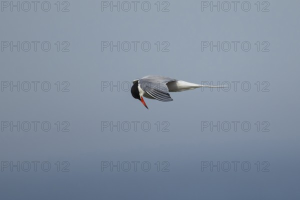 Common tern (Sterna hirundo) adult bird hovering in flight in summer, RSPB Minsmere nature reserve,