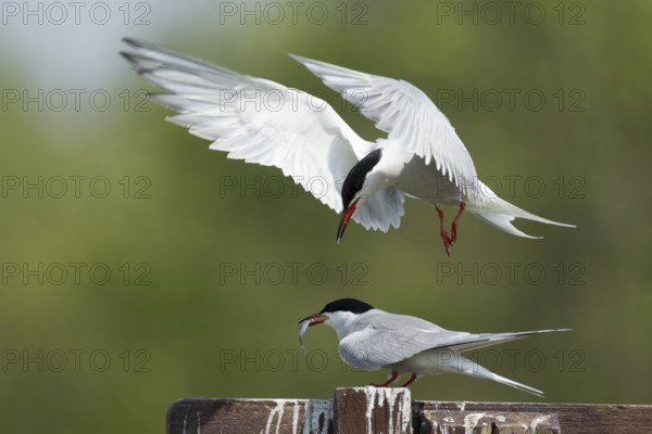 Common tern (Sterna hirundo) two adult birds with one passing a fish to the other during their