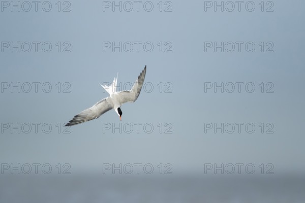 Common tern (Sterna hirundo) adult bird diving down in flight in summer, RSPB Minsmere nature