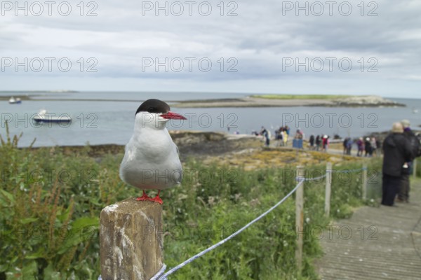Arctic tern (Sterna paradisaea) adult bird perched on a fence post next to a footpath with people