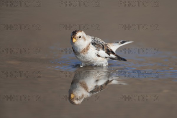 Snow bunting (Plectrophenax nivalis) adult bird in a shallow puddle on a beach in winter, Norfolk,
