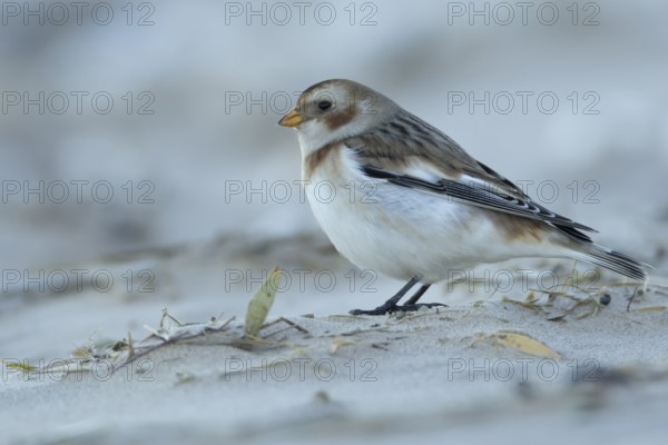 Snow bunting (Plectrophenax nivalis) adult bird on a beach in winter, Norfolk, England, United
