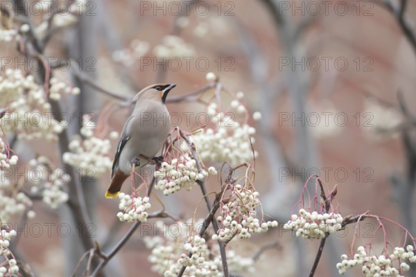 Waxwing (Bombycilla garrulus) adult bird on a tree full of berries in winter, Suffolk, England,
