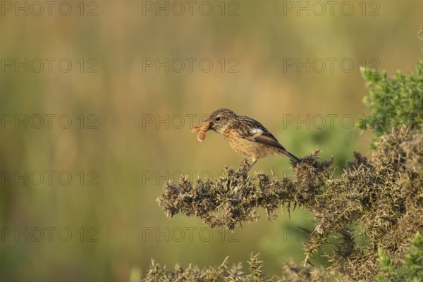 European stonechat (Saxicola rubicola) juvenile young bird feeding on a moth in summer, Suffolk,