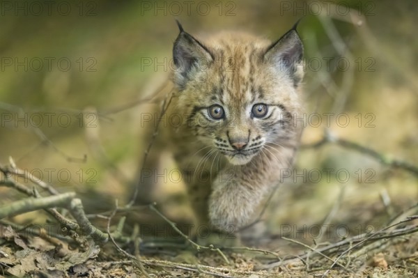 Eurasian lynx (Lynx lynx) youngster (cub) walkking in a forest, Bavaria, Germany