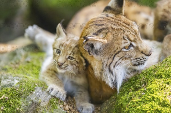 Eurasian lynx (Lynx lynx) mother with her youngsters (cubs) lying on a rock in a forest, Bavaria,