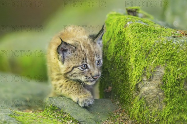 Eurasian lynx (Lynx lynx) youngster (cub) on a rock in a forest, Bavaria, Germany