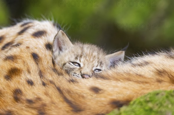 Eurasian lynx (Lynx lynx) youngster (cubs) behind the fur of its mother in a forest, Bavaria,