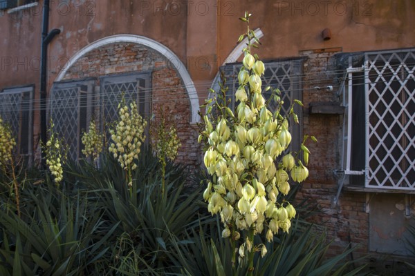Blooming palm lilies (Yucca gloriosa) in front of a brick wall on the island of Giudecca, Veneto,