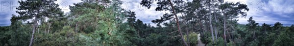 Panoramic view of a wooded landscape through which a sandy path leads on the Baltic Sea under a