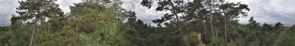 Panoramic view of a wooded landscape through which a sandy path leads on the Baltic Sea under a