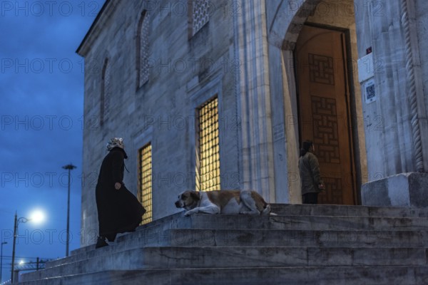 Istanbul, Turkey. January 3rd 2025. A Muslim woman passes a typical Istanbul street dog sitting on