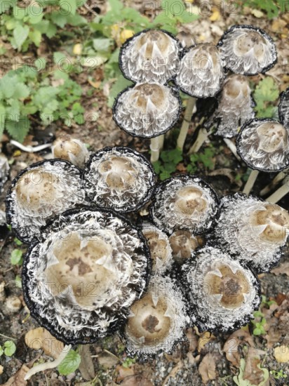 Close-up view from above of a group of crested smelt (coprinus comatus) with textured surface and