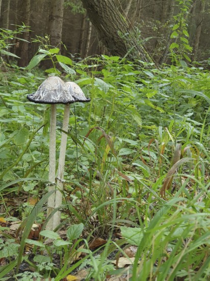 Two crested tintinnabuli (Coprinus comatus) in a green forest with lush vegetation in the