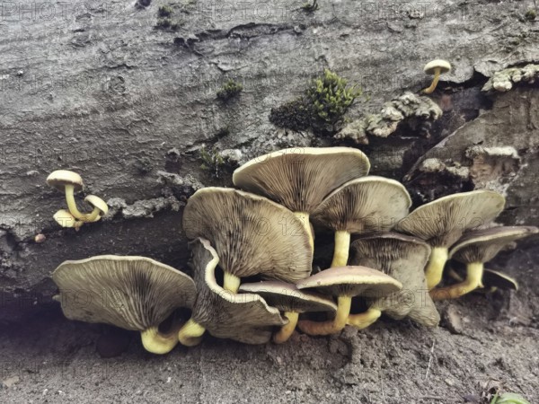 A group of late oyster mushrooms (panellus serotinus) growing on a fallen tree trunk in the forest,