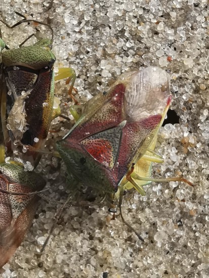 Colourful shield bugs (elasmostethus interstinctus) in close-up on a stony ground with detailed