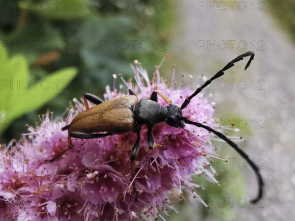 A red-necked buck (stictoleptura rubra) with long antennae sitting on a pink flower (spiraea