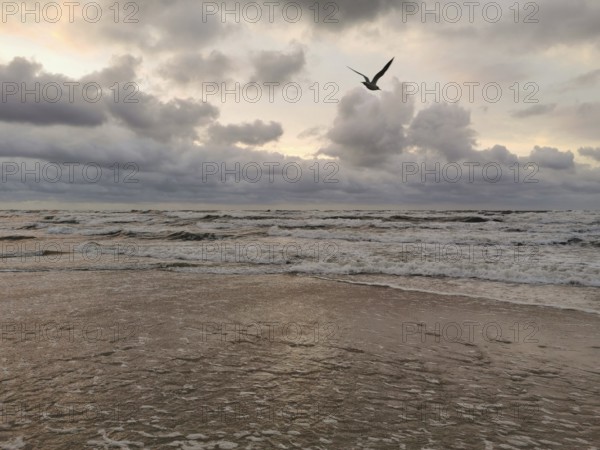 A lone seagull (larinae) flies over the stormy ocean under dramatic clouds at sunset, Vistula Spit,