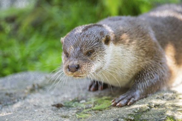 Eurasian otter (Lutra lutra) lying on a rock, Bavaria, Germany