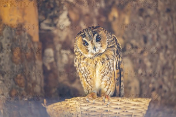 Long-eared owl (Asio otus) or lesser horned owl, sitting, captive, Germany