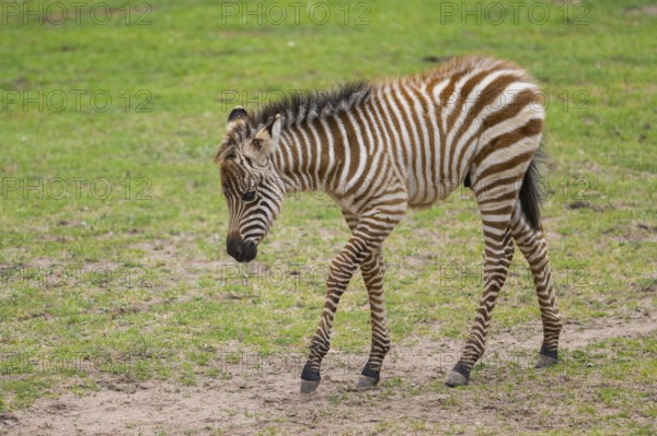 Plains zebra (Equus quagga) youngster (foal) walking on a meadow, Germany