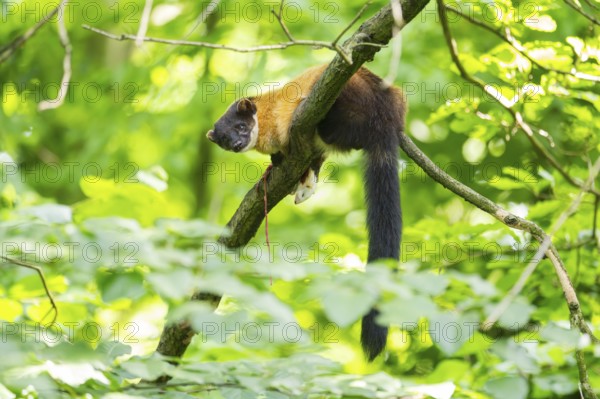 Yellow-throated marten (Martes flavigula) on a branch in summer, Germany