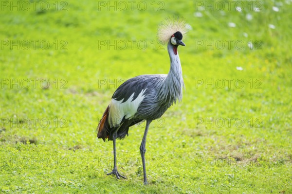 Black crowned crane (Balearica pavonina) walking on a meadow, Bavaria, Germany