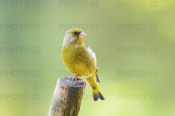 European greenfinch (Chloris chloris) sitting on a wood, Bavaria, Germany