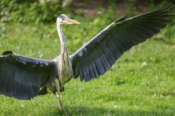 Grey heron (Ardea cinerea), landing on a meadow, Bavaria, Germany