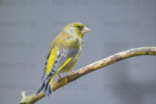 European greenfinch (Chloris chloris) sitting on a branch, Bavaria, Germany