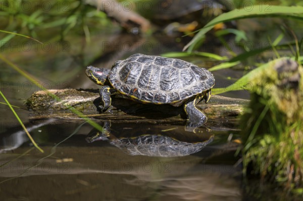 Red-eared slider (Trachemys scripta elegans) on a tree trunk, in the water of a little lake,