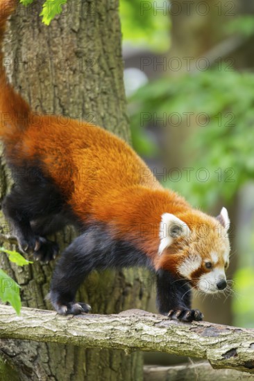 Red panda (Ailurus fulgens) on a tree, Germany
