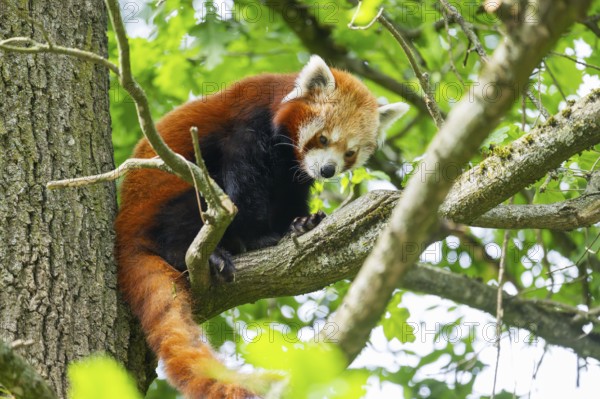 Red panda (Ailurus fulgens) on a tree, Germany