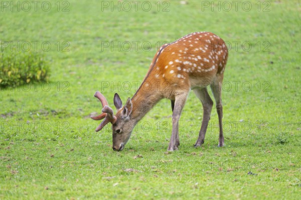 Sika deer (Cervus nippon) male standing on a meadow, Bavaria, Germany