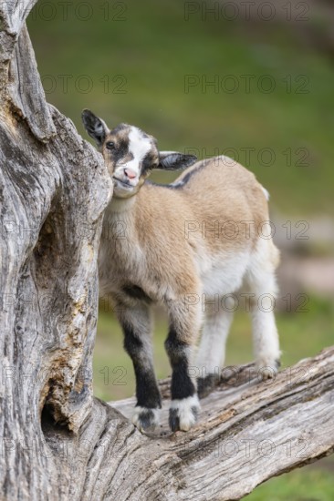 Domestic goat (Capra aegagrus hircus) kids on a an old tree trunk, Bavaria, Germany