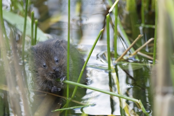 Water vole (Arvicola amphibius) adult rodent animal eating a reed stem in a pond in summer, RSPB