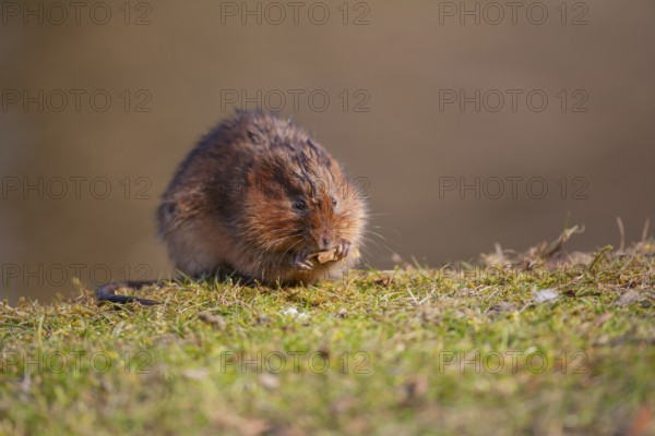 Water vole (Arvicola amphibius) adult rodent animal feeding on a river bank in spring, England,