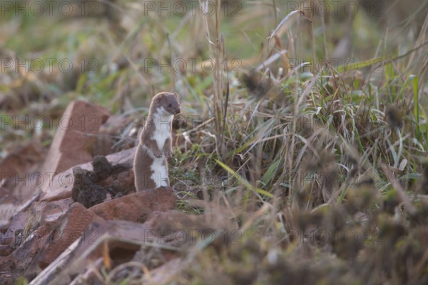 Weasel (Mustela nivalis) adult mustelid animal hunting in wasteland, Cambridgeshire, England,