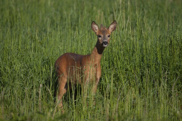 Roe deer (Capreolus capreolus) adult roebuck male buck in grassland in a woodland in summer,