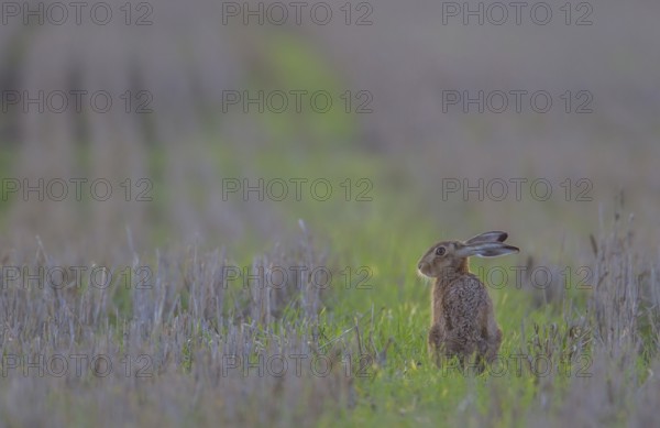 European brown hare (Lepus europaeus) adult animal in a farmland stubble field in summer, Suffolk,