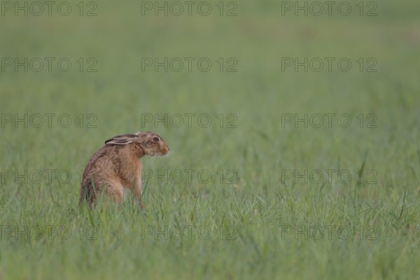 European brown hare (Lepus europaeus) adult animal in a farmland cereal field in spring, Suffolk,