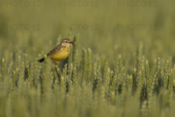 Yellow wagtail (Motacilla flava) adult bird in a farmland wheat crop with insects in its beak for